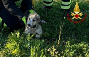 Riola Sardo, rischia di annegare in un canale: cane salvato dai Vigili del fuoco