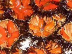 Marina protetta del Sinis, due indagati per pesca abusiva di 70.000 ricci