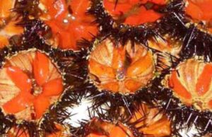 Marina protetta del Sinis, due indagati per pesca abusiva di 70.000 ricci