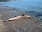 Squalo spiaggiato a Platamona, curiosità e stupore in spiaggia (Video)