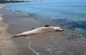 Squalo spiaggiato a Platamona, curiosità e stupore in spiaggia (Video)