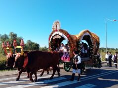 Dermatite bovina, nuovo focolaio a Ballao: a rischio i buoi per Sant’Efisio