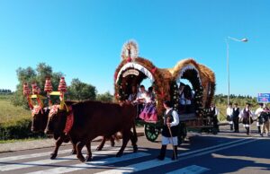 Dermatite bovina, nuovo focolaio a Ballao: a rischio i buoi per Sant’Efisio
