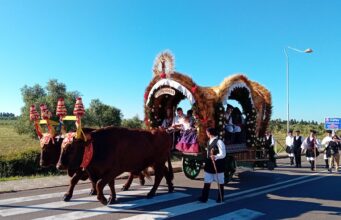 Dermatite bovina, nuovo focolaio a Ballao: a rischio i buoi per Sant’Efisio
