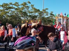 Festa di Sant’Efisio, niente buoi a Cagliari: ci saranno invece da Capoterra a Nora