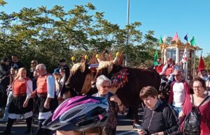 Festa di Sant’Efisio, niente buoi a Cagliari: ci saranno invece da Capoterra a Nora
