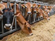 Comparto bovino, stanziati 4.5 milioni di euro per le aziende sarde