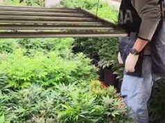 Pula, in casa una serra di marijuana: arrestata 44enne | Video