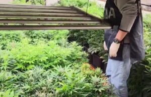 Pula, in casa una serra di marijuana: arrestata 44enne | Video