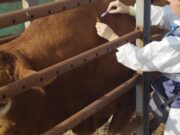 Dermatite bovina, allevatori contro il decreto della Regione sulle vaccinazioni