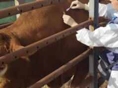 Dermatite bovina, allevatori contro il decreto della Regione sulle vaccinazioni