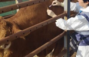 Dermatite bovina, allevatori contro il decreto della Regione sulle vaccinazioni