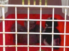 Iglesias, quattro gattini salvati: si trovavano incastrati in un contro soffitto