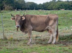 Dermatite bovina, via libera alla movimentazione dei capi: esultano gli allevatori