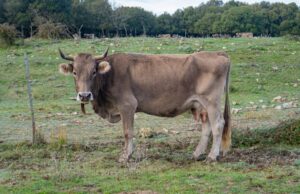 Dermatite bovina, via libera alla movimentazione dei capi: esultano gli allevatori