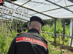Blitz antidroga tra Cagliari e Pavia: sequestrate 236 piante di cannabis