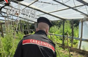 Blitz antidroga tra Cagliari e Pavia: sequestrate 236 piante di cannabis