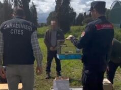 Cagliari e Oristano, maxi operazione anti bracconaggio: 15 persone denunciate | Video