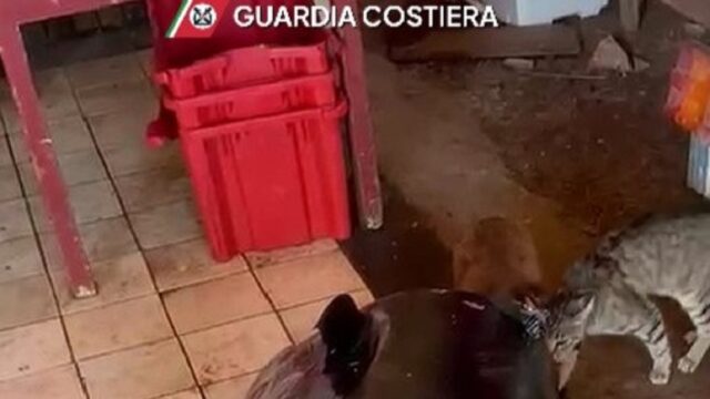 pesce sequestrato a Teulada