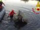 Fiume Coghinas, i Vigili del fuoco salvano una mucca dall’annegamento | Video