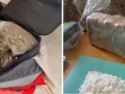 Maxi operazione antidroga a Cagliari, oltre 7Kg di stupefacenti sequestrati e 3 arresti