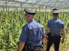 Dolianova, scoperta maxi piantagione di cannabis di 10.000 piante: due arresti | Video