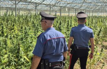 Dolianova, scoperta maxi piantagione di cannabis di 10.000 piante: due arresti | Video