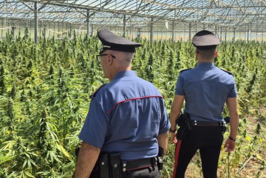 Dolianova, scoperta maxi piantagione di cannabis di 10.000 piante: due arresti | Video