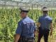 Dolianova, scoperta maxi piantagione di cannabis di 10.000 piante: due arresti | Video