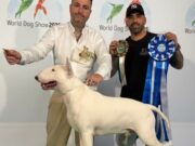 Tito, il cucciolo sardo vince a Bologna: è Campione del Mondo Juniores