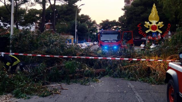 albero-crollato-cagliari