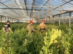 Uta, maxi piantagione di marijuana: 30mila piante sequestrate | Video