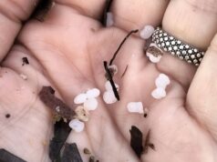 Poetto invaso da migliaia di microsfere di plastica, scattano le indagini