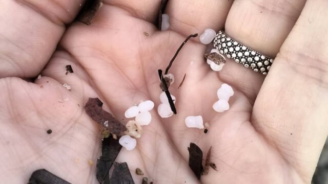 Microplastiche al Poetto
