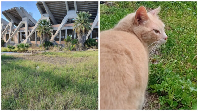 Gatti vecchio Sant'Elia