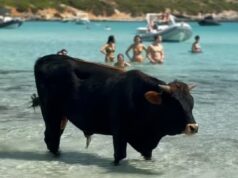 Cala Zafferano, spettacolo della natura: un toro si rinfresca in mare tra i bagnanti