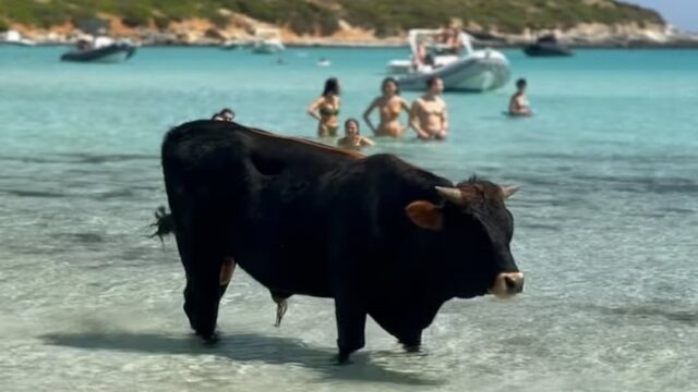 Toro fa il bagno