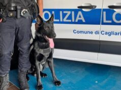 Polizia Locale di Cagliari, ecco Victor: il nuovo cane antidroga sfida il degrado