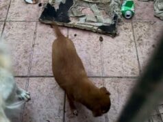 Uta, turisti in viaggio di nozze denunciano maltrattamento di cani