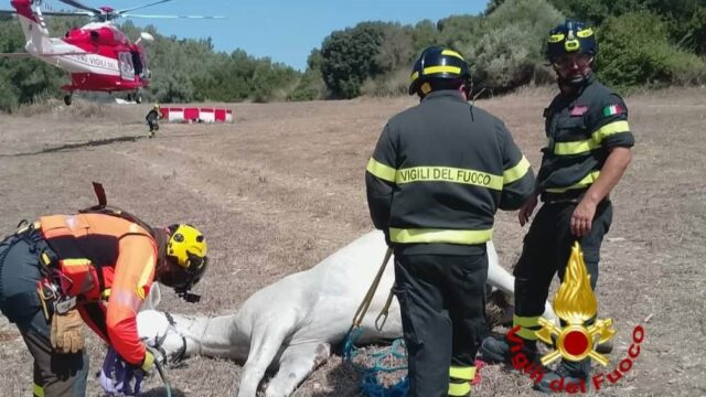 cavallo salvato ad Ales