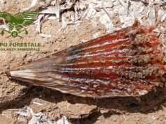 Calasetta, nacchera protetta nascosta tra gli scogli: avviate le indagini