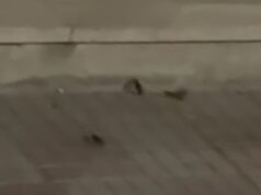 Cagliari, invasione di blatte in via Machiavelli | Video