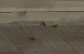 Cagliari, invasione di blatte in via Machiavelli | Video