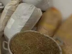 Orotelli, in casa nascondeva 200Kg di marijuana: 50enne in manette