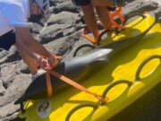 Castelsardo, delfino morto sulla scogliera di Lu Bagnu: recuperata la carcassa