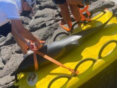Castelsardo, delfino morto sulla scogliera di Lu Bagnu: recuperata la carcassa