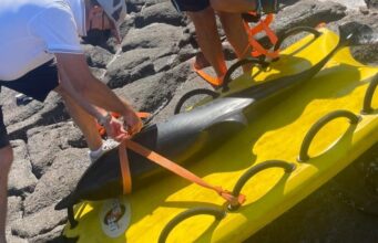 Castelsardo, delfino morto sulla scogliera di Lu Bagnu: recuperata la carcassa