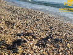 Cardedu, scoperto e salvato un nido di Caretta caretta