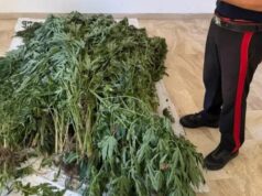 Bultei, scoperta e sequestrata una piantagione di cannabis: 50enne in manette