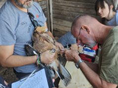 Aquila di Bonelli, sette esemplari a Bitti per ripopolare la Sardegna | Video